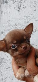 chihuahua mini mini toy