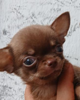 chihuahua mini mini toy