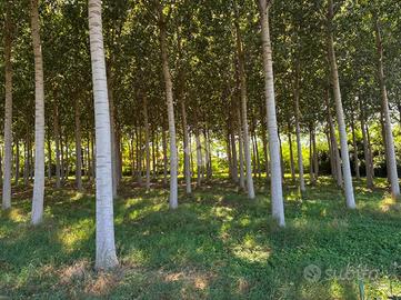 TER. AGRICOLO A CORBETTA