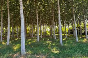 TER. AGRICOLO A CORBETTA