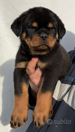 Cuccioli di rottweiler