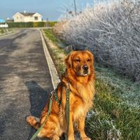 Golden Retriever maschio per monta