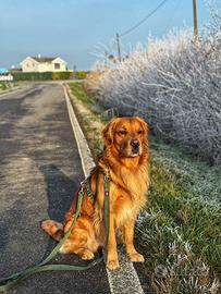 Golden Retriever maschio per monta