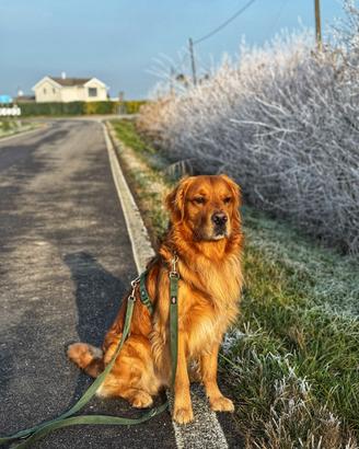 Golden Retriever maschio per monta