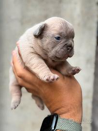 Bulldog francese