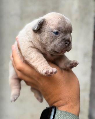 Bulldog francese