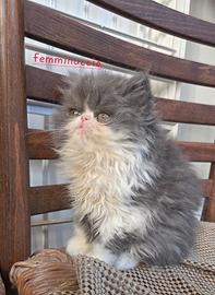 Cucciole persiane ipertipiche femminucce