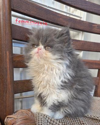 Cucciole persiane ipertipiche femminucce