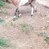 Coppia caprette tibetane