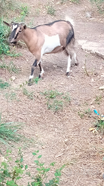 Coppia caprette tibetane