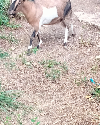 Coppia caprette tibetane