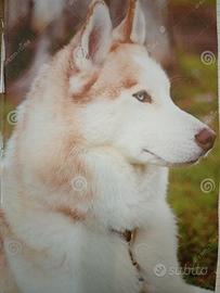 Husky siberian