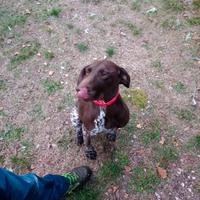 Cane da tartufi bracco tedesco