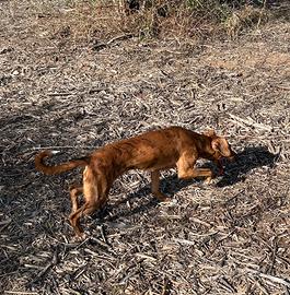 Cani da caccia al coniglio