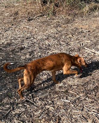 Cani da caccia al coniglio