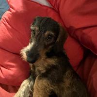 Giovane e aitante bassotto vorrebbe una moglie