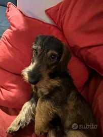 Giovane e aitante bassotto vorrebbe una moglie