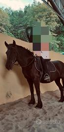 Doppio pony per principianti