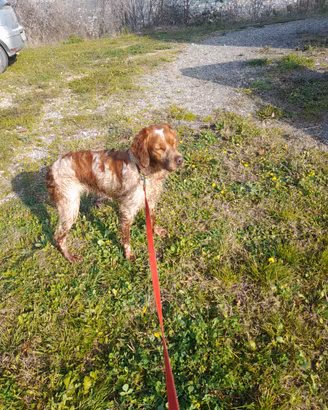 Breton femmina 16 mesi