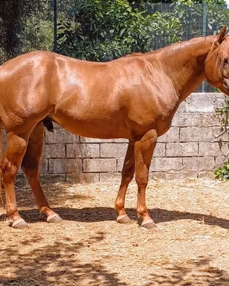 Cavallo paint horse