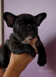 bulldog francese 