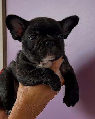 bulldog francese 