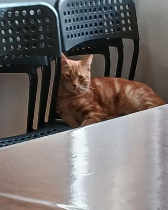 Sedie cucina
