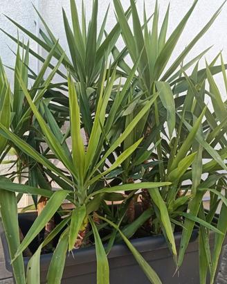 Yucca tronchetto