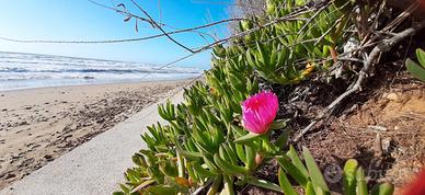 Estate Agosto San Vincenzo (Li)