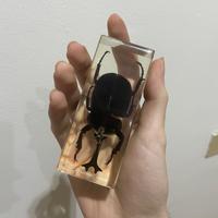 Scarabeo rinoceronte in resina