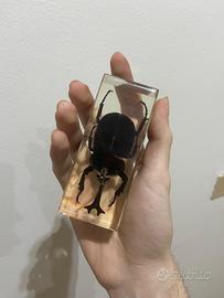Scarabeo rinoceronte in resina