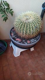 Cuscino della suocera in vaso da 50 cm