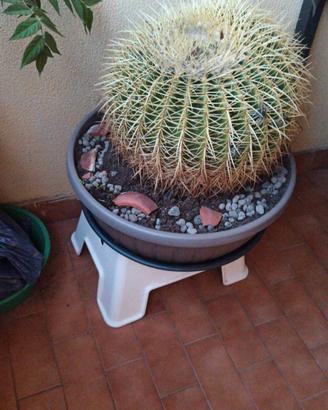 Cuscino della suocera in vaso da 50 cm