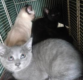 Cuccioli di (simil) thai e (simil) certosino
