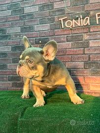 Bulldog francese