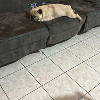 Bulldog per monta 3 anni