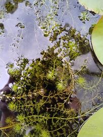 Aldrovanda vesiculosa carnivora Acquatica