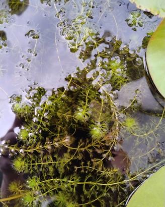 Aldrovanda vesiculosa carnivora Acquatica