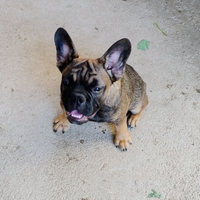 Bulldog francese cuccioli
