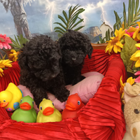 Di Taglia Piccola Nano Barboncini Nero