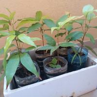 Piante di Litchi chinensis Thai