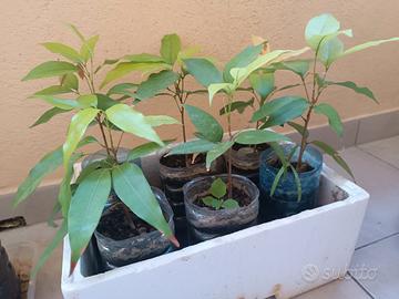 Piante di Litchi chinensis Thai