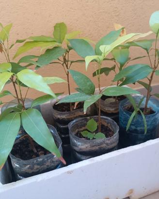 Piante di Litchi chinensis Thai