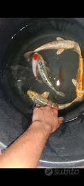 Carpe koi