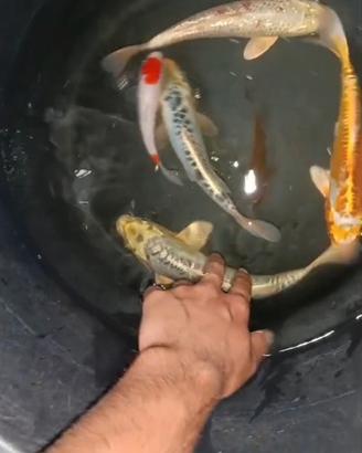 Carpe koi