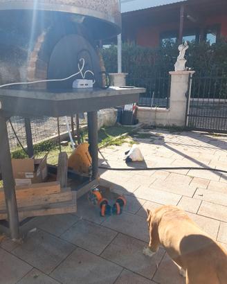 Ruote supporto girevole misure 100 X 25