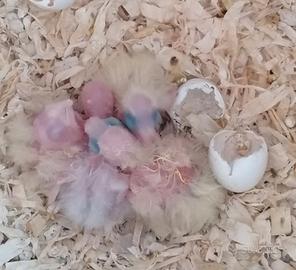 Calopsite da imbecco