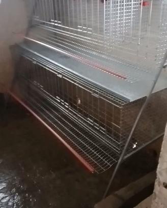 Gabbia per galline