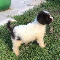 Lagotto romagnolo