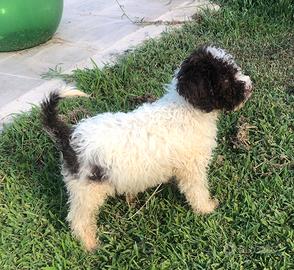 Lagotto romagnolo
